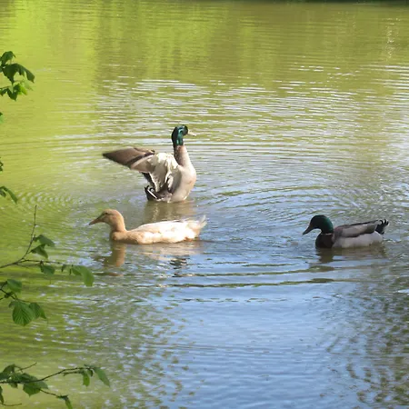 住宿加早餐酒店 勒木兰住宿加早餐旅馆 Luceau